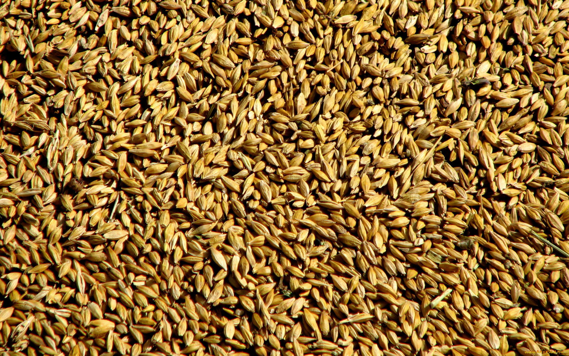 Зерносмесь пшеница ячмень горох